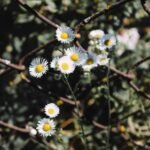 link acquisition for growth