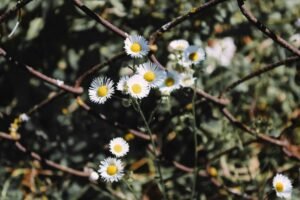 link acquisition for growth