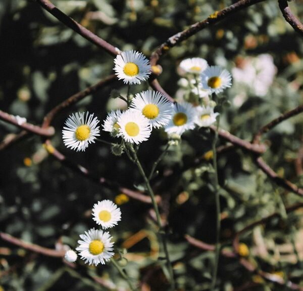 SERP Growth 919611508 With Link Acquisition