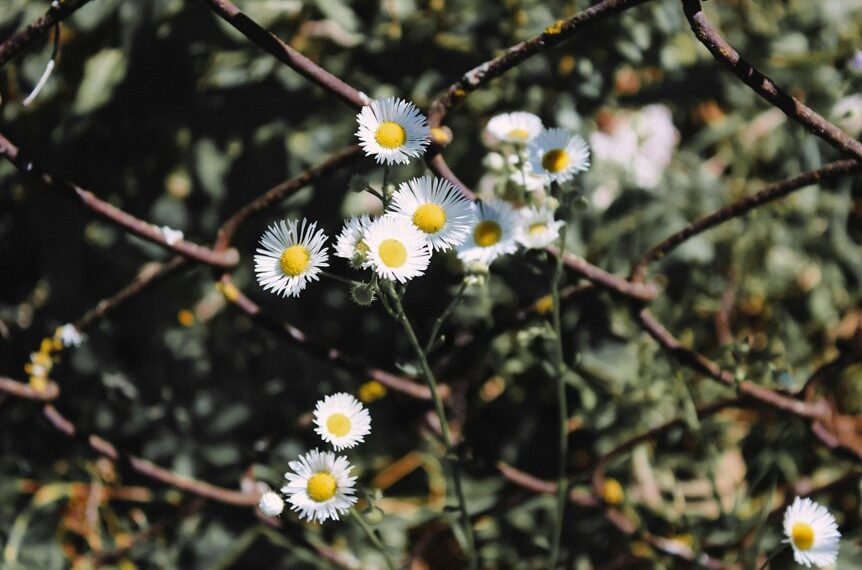 link acquisition for growth